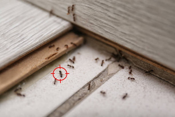 Best Spider Control Near Me  in Cortland, IL