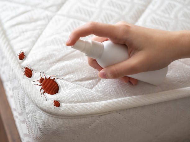 Best Affordable Pest Control Services  in Cortland, IL