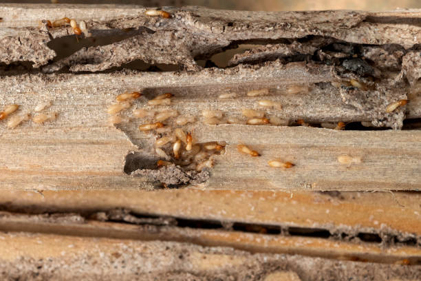 Best Best Pest Control Companies  in Cortland, IL