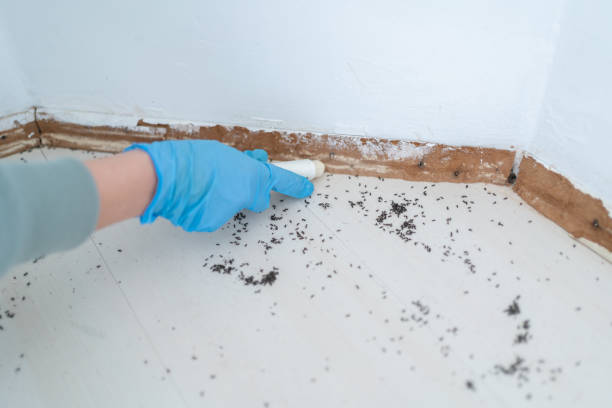 Best Bed Bug Extermination  in Cortland, IL